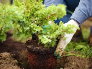 How To Choose the Best Plants for Your Yard