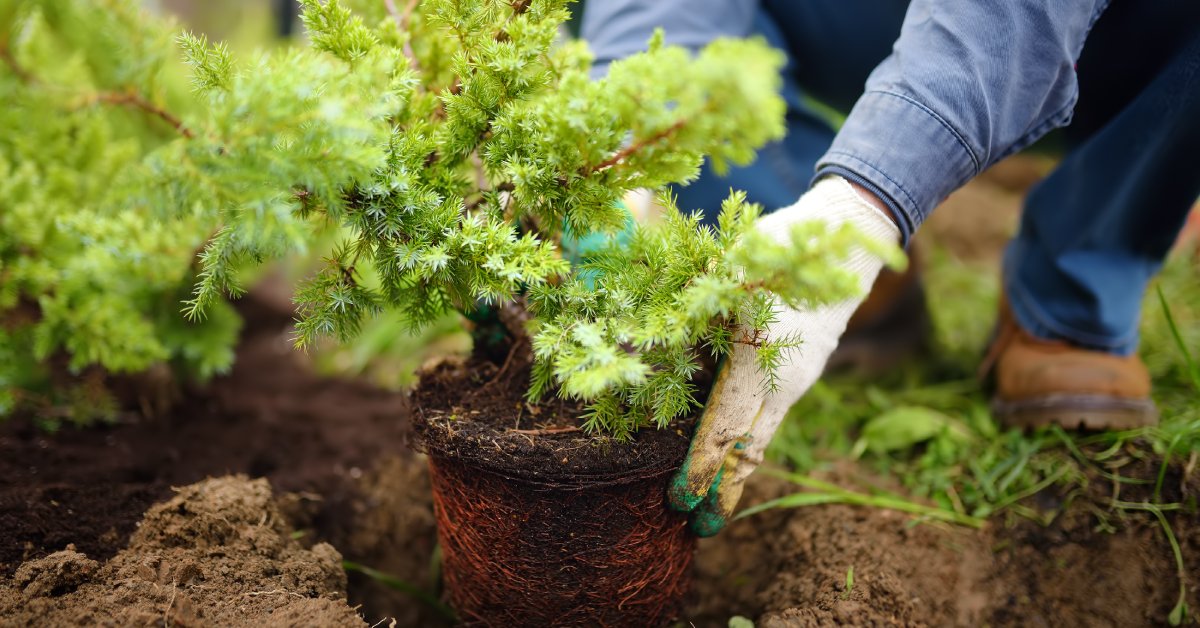 A person with white gloves and a long-sleeve shirt placing a plant into a recently dug hole in a garden.