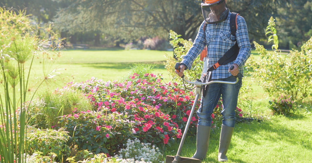 A landscaper wearing a protective face mask while using a weedwhacker to trim around the edges of a flower bed.